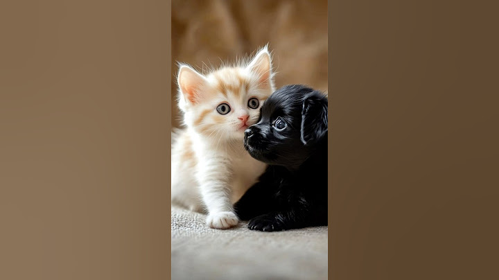 Kitten And Puppy Cuddle Like Best Friends