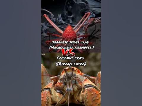Coconut Crab VS Japanese spider crab - YouTube