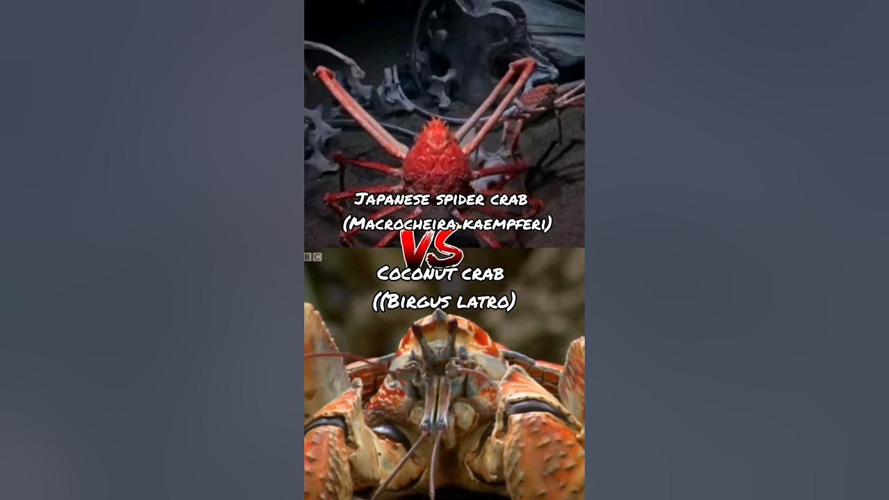 Coconut Crab VS Japanese spider crab - YouTube