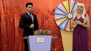 chewy beyond cat food