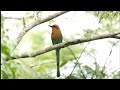 A VOCALIZAÇÃO DO UDU DE BICO LARGO