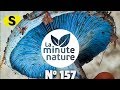 5 SCOOPS SUR LA COULEUR BLEUE (No 157)