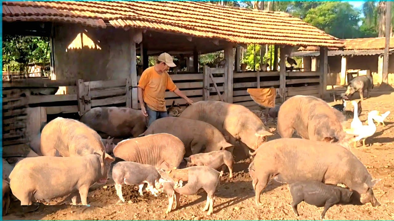 07 DICAS COMO FICAR RICO COM PORCO, COMEÇANDO COM POUCO DINHEIRO