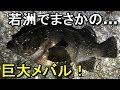 【若洲海浜公園】高級魚連発！？初春の東京湾を攻める！【2018.03.27】