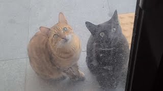 봐도봐도 어이없는 상황 (첫손님은 고양이) 봐도봐도 어이없는 상황 (첫손님은 고양이)
