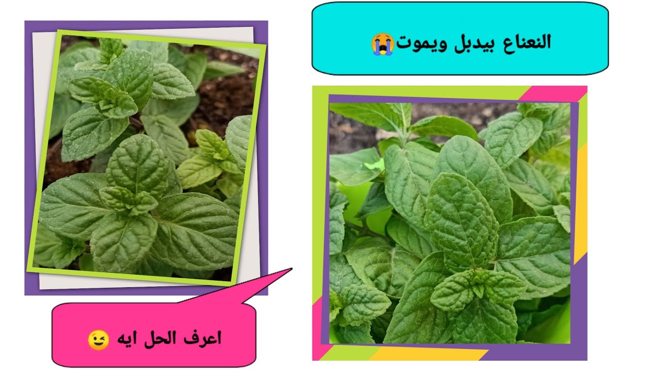تغير لون ورق النعناع Excel Sheettabs اكسلhttps Www