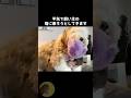 OESがデカモフかわいい..🐶🫶#動物 #雑学 #豆知識 #オールドイングリッシュシープドッグ #かわいい #犬