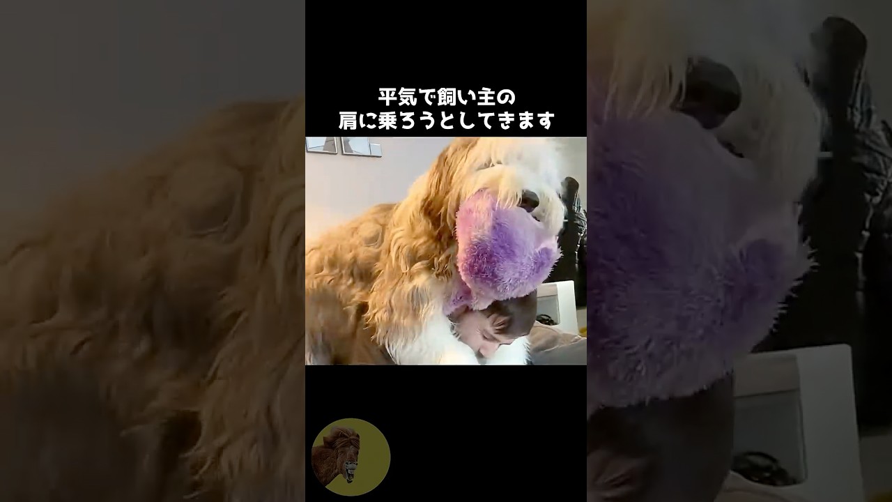 OESがデカモフかわいい..🐶🫶#動物 #雑学 #豆知識 #オールドイングリッシュシープドッグ #かわいい #犬