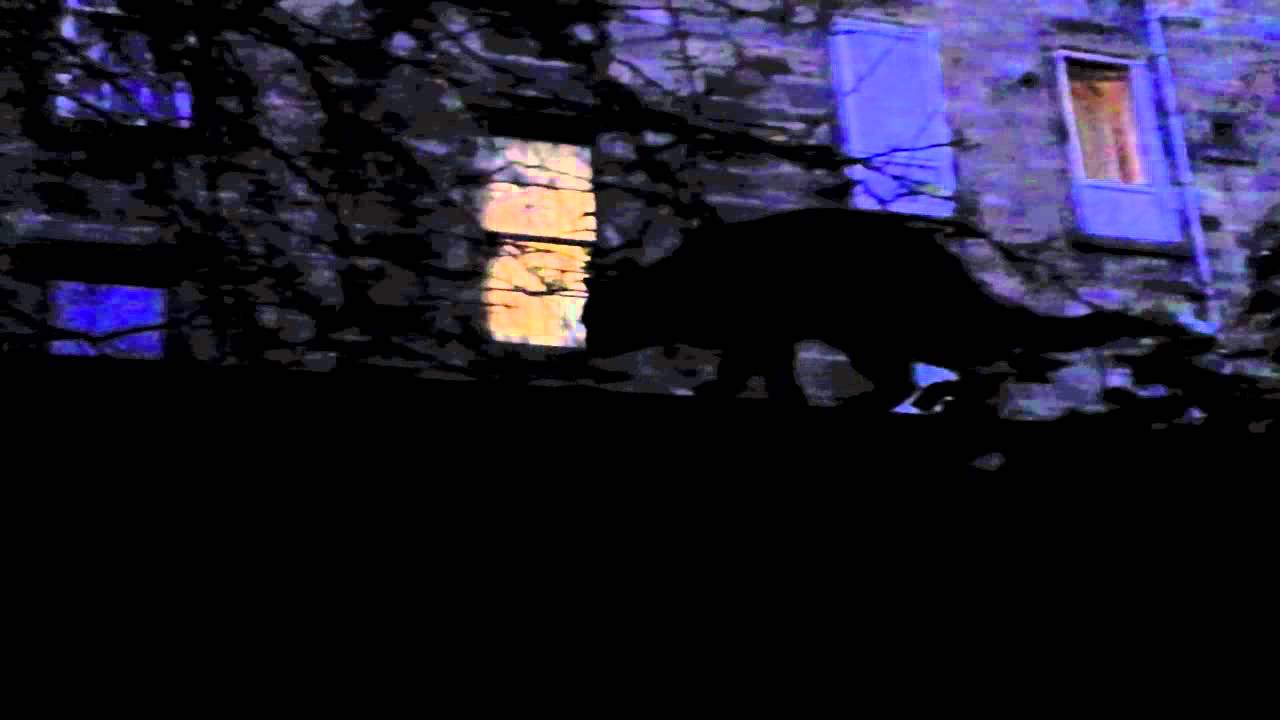 Chat De La Nuit Chat De La Nuit