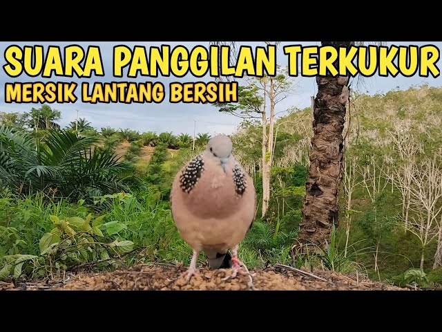 SUARA PANGGILAN TERKUKUR MERSIK LANTANG TEMBUS SORE HARI class=