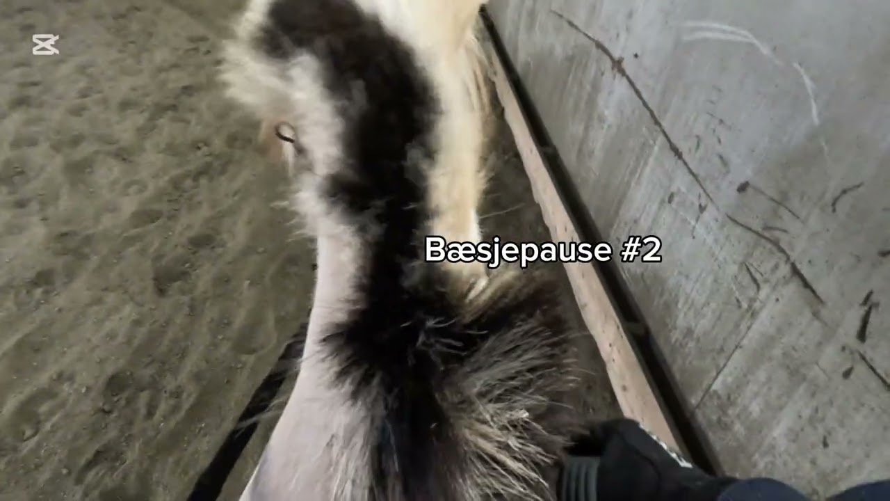 Dressur på bjark (GOPRO VIDEO)