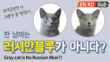 회색고양이 코렛고양이 vs 러시안블루 구분하기? / Comparing Gray Cats: Korat vs Russian Blue.