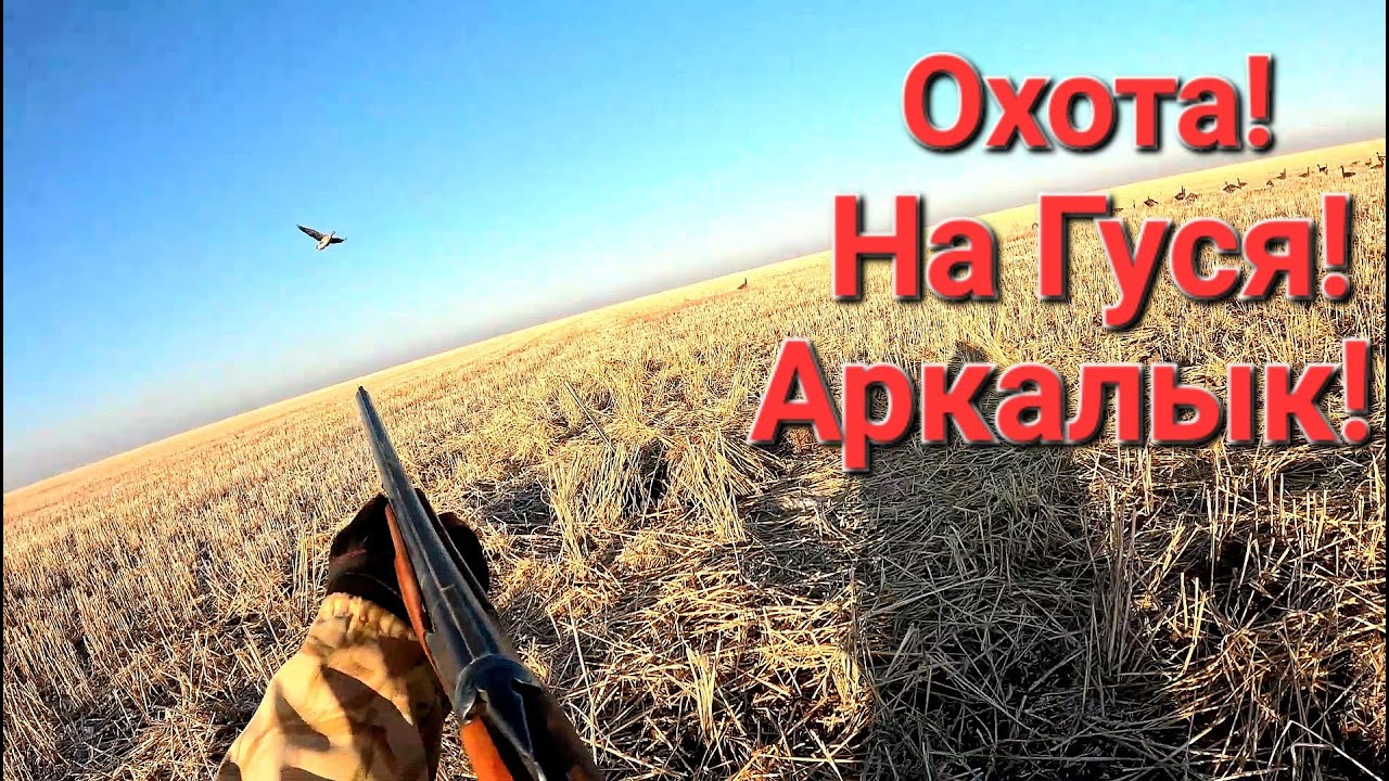 ОХОТА НА ГУСЯ!!! АРКАЛЫК ОКТЯБРЬ 2024г
