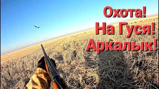 картинка: ОХОТА НА ГУСЯ!!! АРКАЛЫК ОКТЯБРЬ 2024г