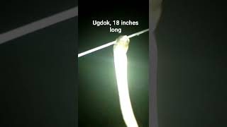 Night Hunting Ugdok Sea Ell .