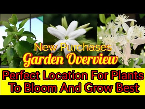 Sunday Update Garden Overview Info Of Best Location Of Plants To Get