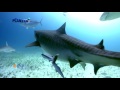 Por el Planeta | Tiburones, Encuentros Cercanos | Parte 3