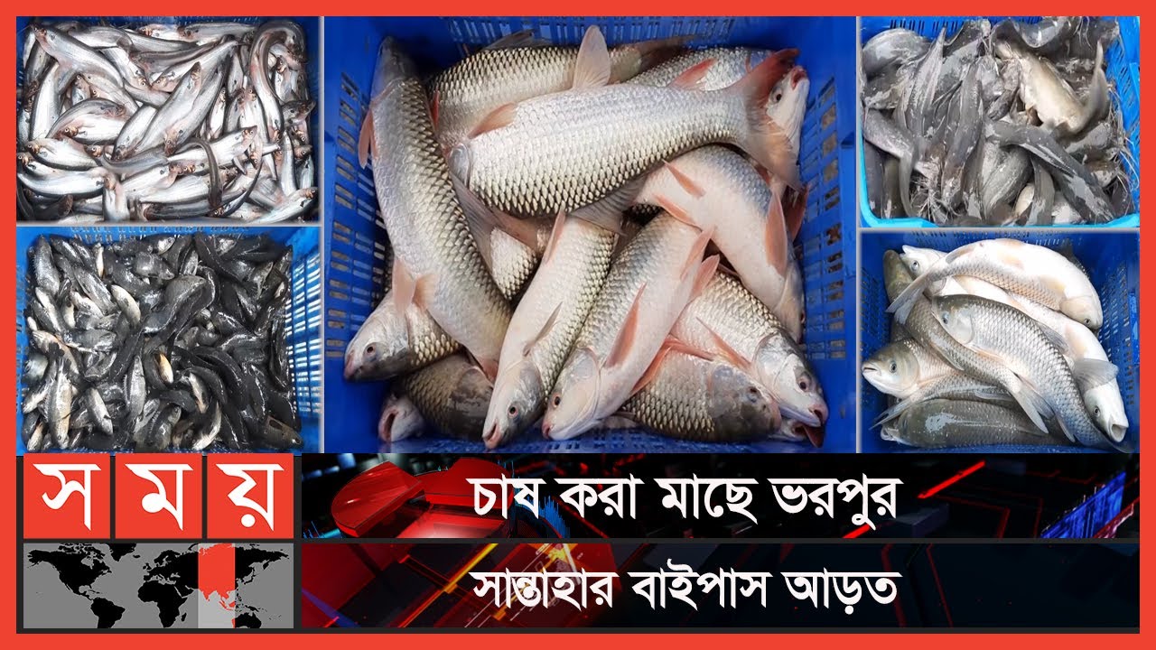 মাছের দাম কমায় স্বস্তি ফিরেছে ক্রেতাদের মাঝে | Fish Price | Naogaon Fish Market | Somoy TV