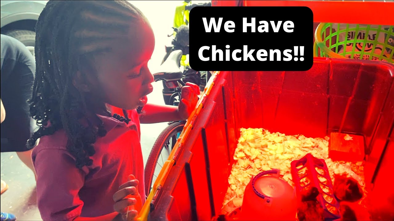 WE HAVE BABY CHICKENS!!! How to Introduce Baby Chicks to their new home! YouTube