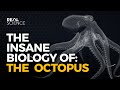 The insane biology of the octopus