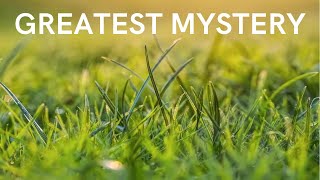 What Is Grass?