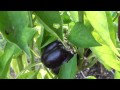 September22014  purple bell peppers  seriously 