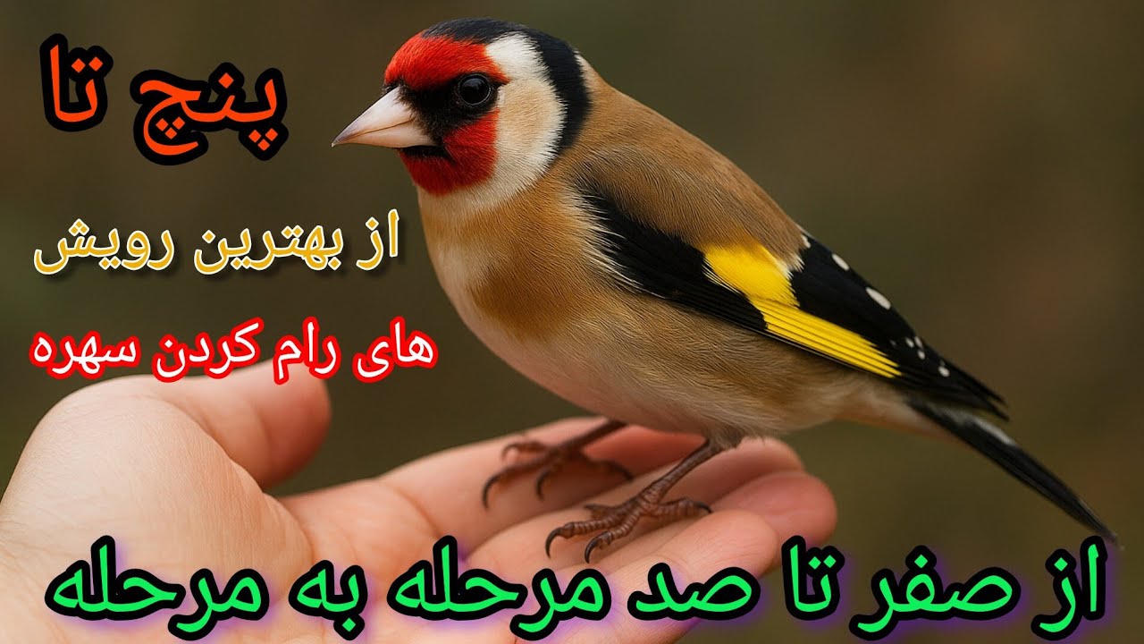 پنچ تا از بهترین رویش  های رام کردن سهره