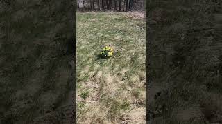 An unmarked grave holding thousands of bodies in Binghamton, NY 😳