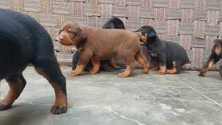 Doberman puppy Available booking now  9660349134