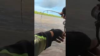 MANCING UDANG GALAH #mancing #fishing #udang