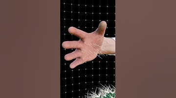 How Cactus Spines Should Be Removed?