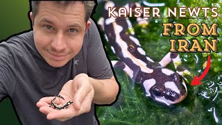 Kaiser Newts - The Most Beautiful Newt