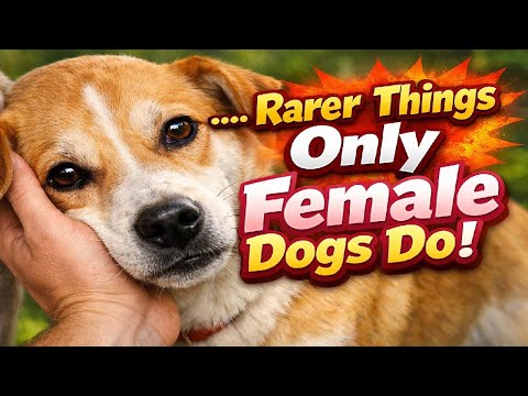 7 Things You Need To Know About A Dog Knotting A Woman: Community Insights