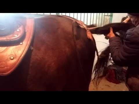 Ат әбзелдері, ат ерттеу