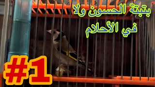 بتبتة ولا في الأحلام لتحفيز طائر الحسون??