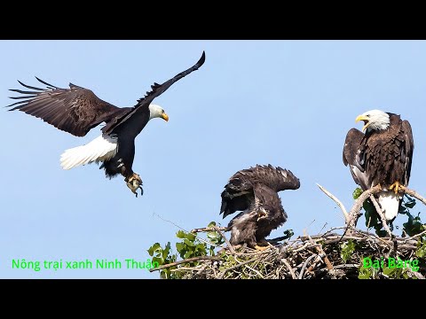 Video CHIM ĐẠI BÀNG VÀ BÀI HỌC CUỘC ĐỜI - youtube