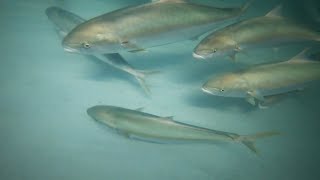 Fremantle yellowtail kingfish release – a WA first