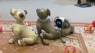 Chilling with the Aibos & Loona Petbot, 3 Aibos! #robot #aibo #loona  #robotpet #petbot