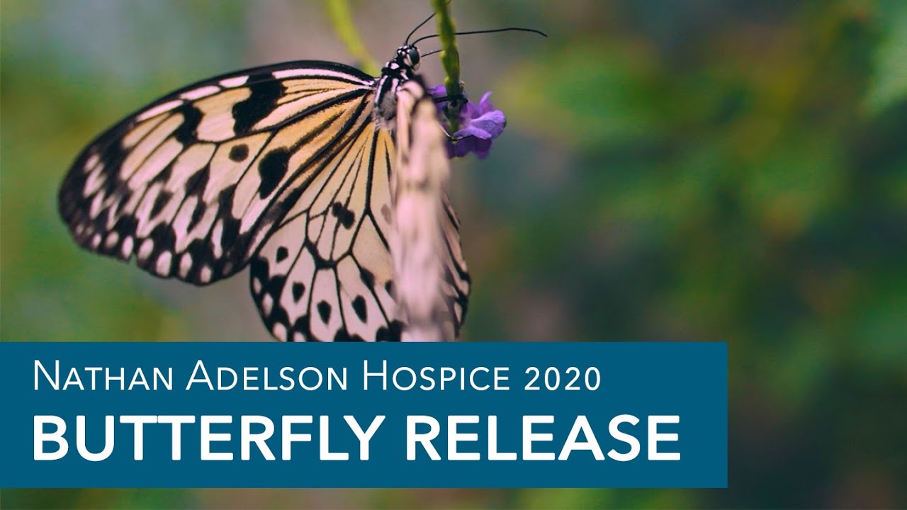 Nathan Adelson Hospice Butterfly Release 2020 YouTube