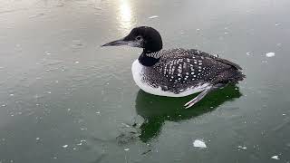 Loon Rescue, East Pond (Smithfield, Maine) 12/7/25