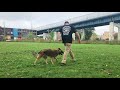 Dog Training: High Energy Belgian Tervuren, Dakota! Before/After Two Week Board and Train Dog Training: High Energy Belgian Tervuren, Dakota! Before/After Two Week Board and Train