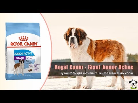 Сухой корм для активных щенков гигантских пород собак · Royal Canin Giant Junior Active