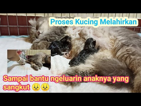 Video: 3 Cara untuk Membantu Kucing Haiwan Peliharaan Tidur Biasa