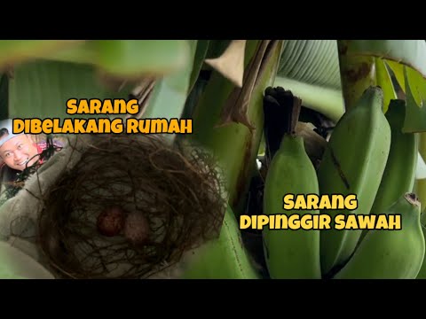 Baru mulai musim kyaknya, Dapat banyak sarang,,, eh telur semua 😅