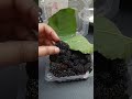 Trying Mulberry or Shahtoot after a long time | Purple Pink dark fruit #shorts #shortvideo