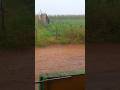 Chuva  em Craíbas AL