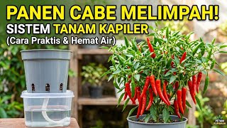 Trik kapiler bikin cabe berbuah lebat