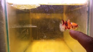 How to groom betta fish |kalmado pang Betta show😱