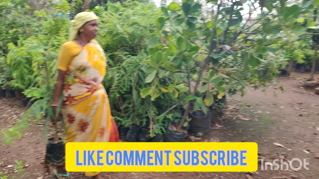 Biggest cheapest plant nursery in Mumbai! Where to buy cheapest plants