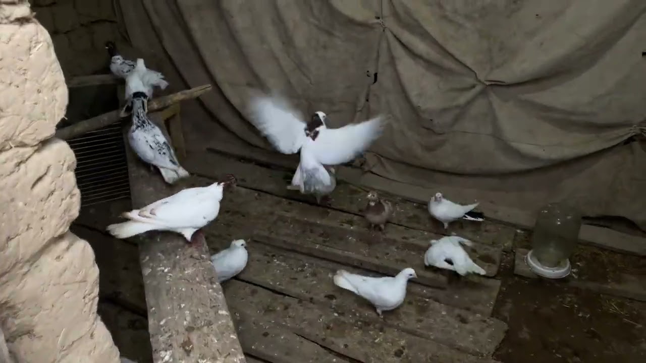 ЖИЗЗАХСКИЙ ГОЛУБИ🕊️🕊️🕊️